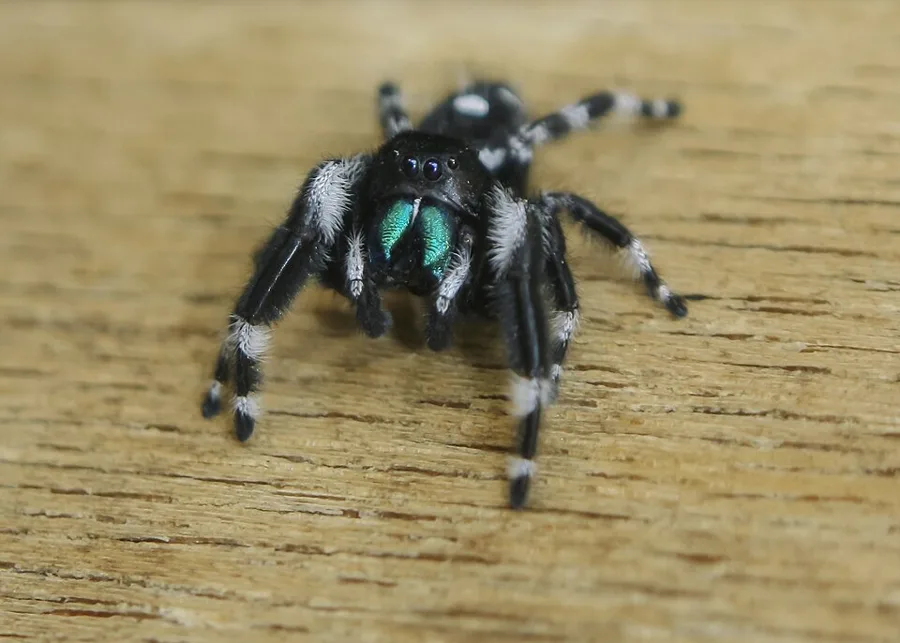 real spider