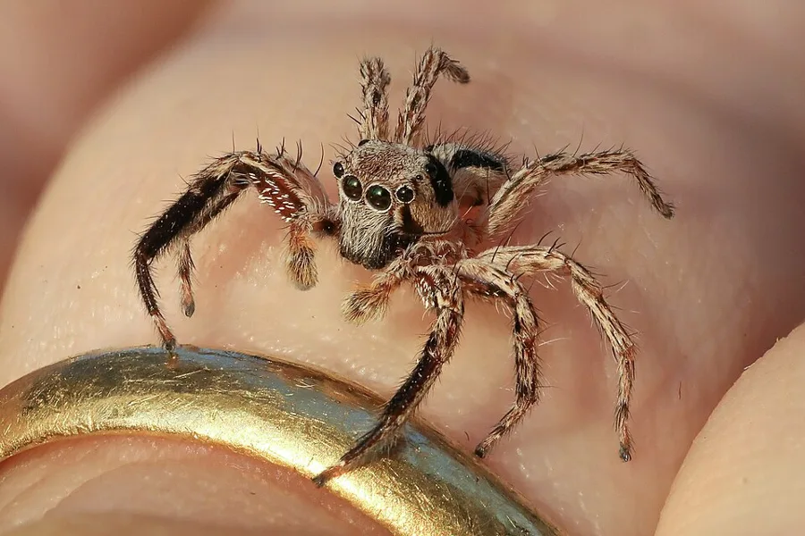 real spider on finger